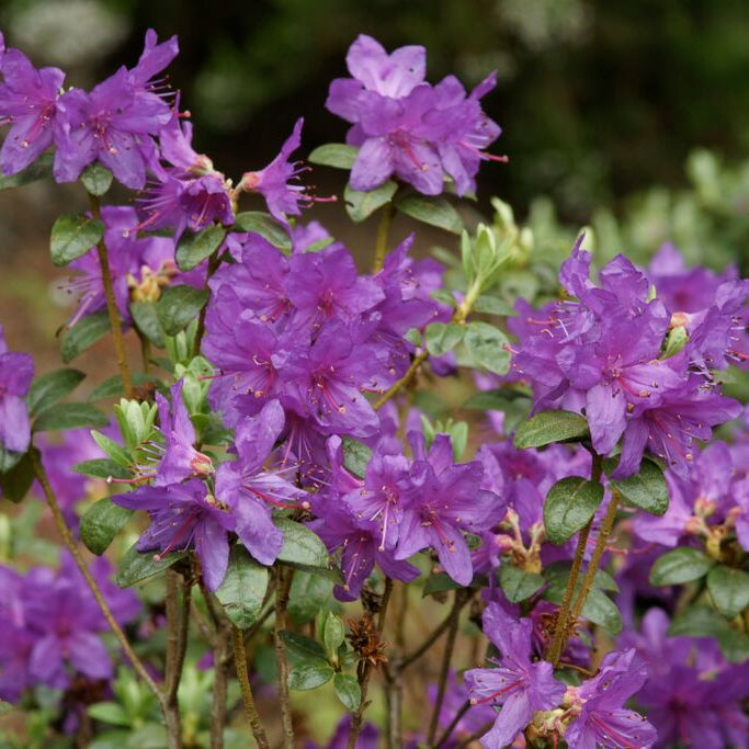 Rhododendron saluenense  1976/412