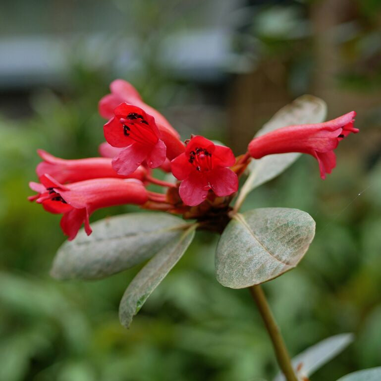 Rhododendron scabridibracteum