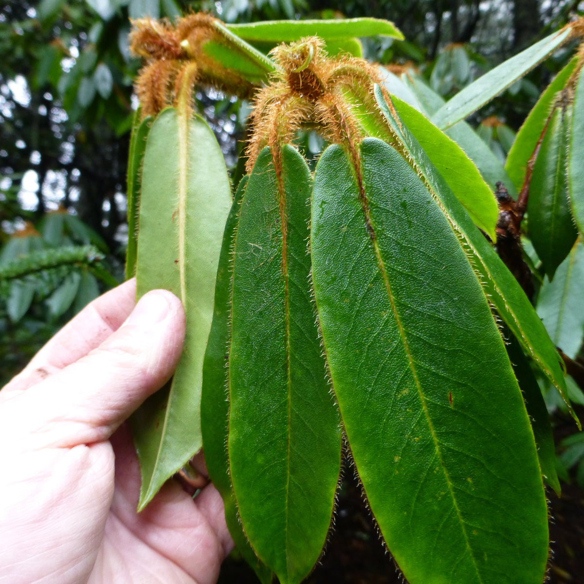 Rhododendron pachytrichum  CDHM