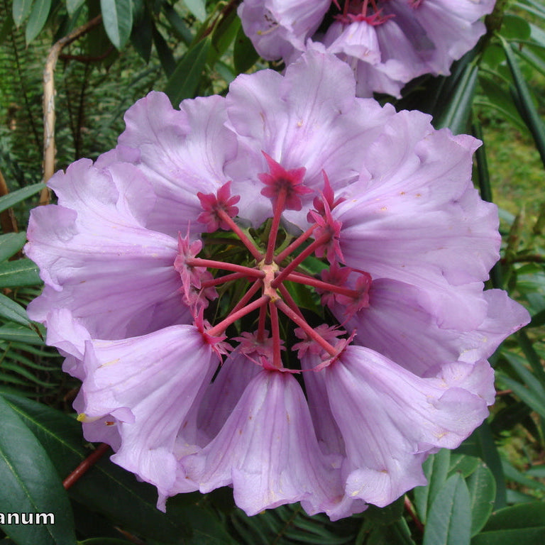Rhododendron huanum  RSBG