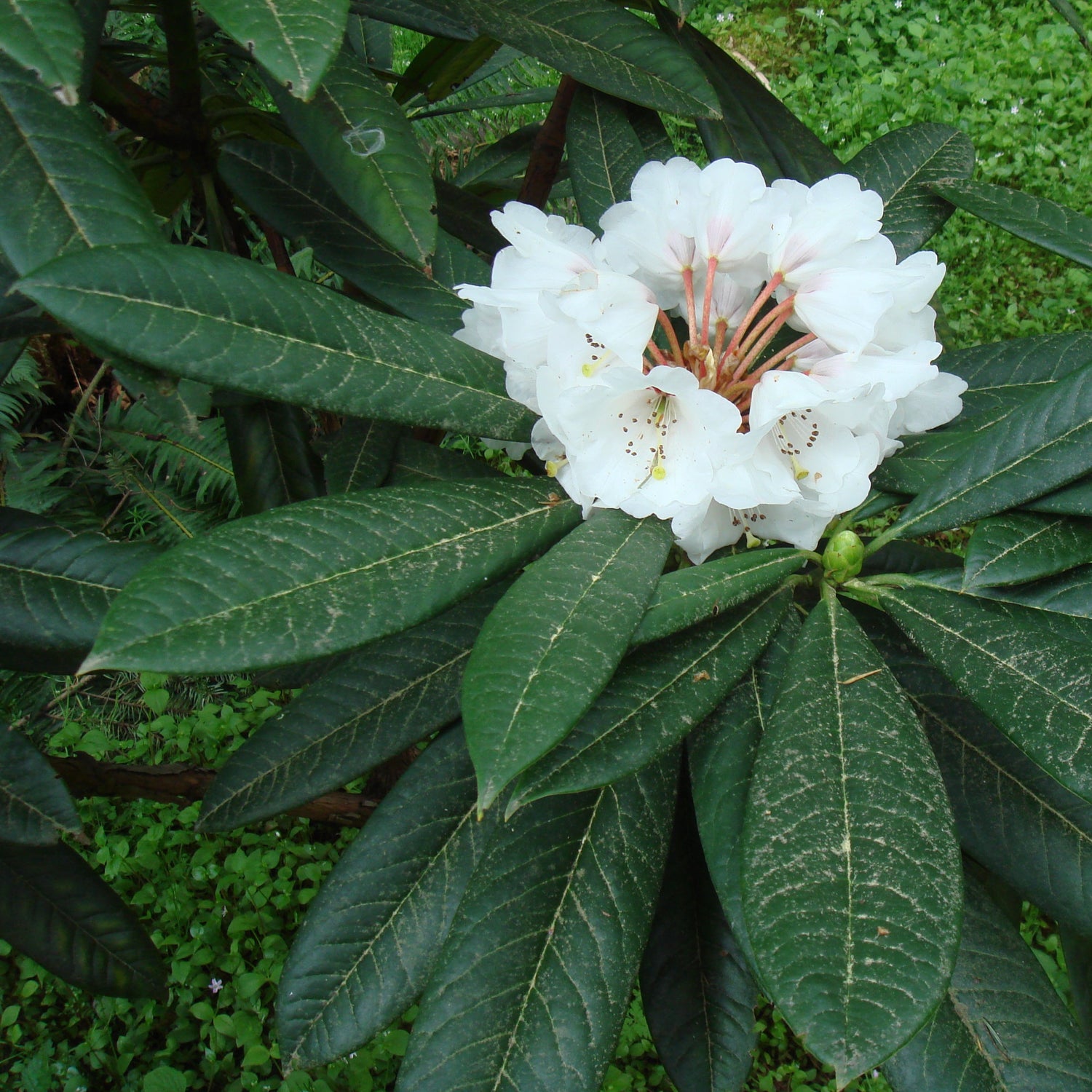 Rhododendron asterochnoum SEH