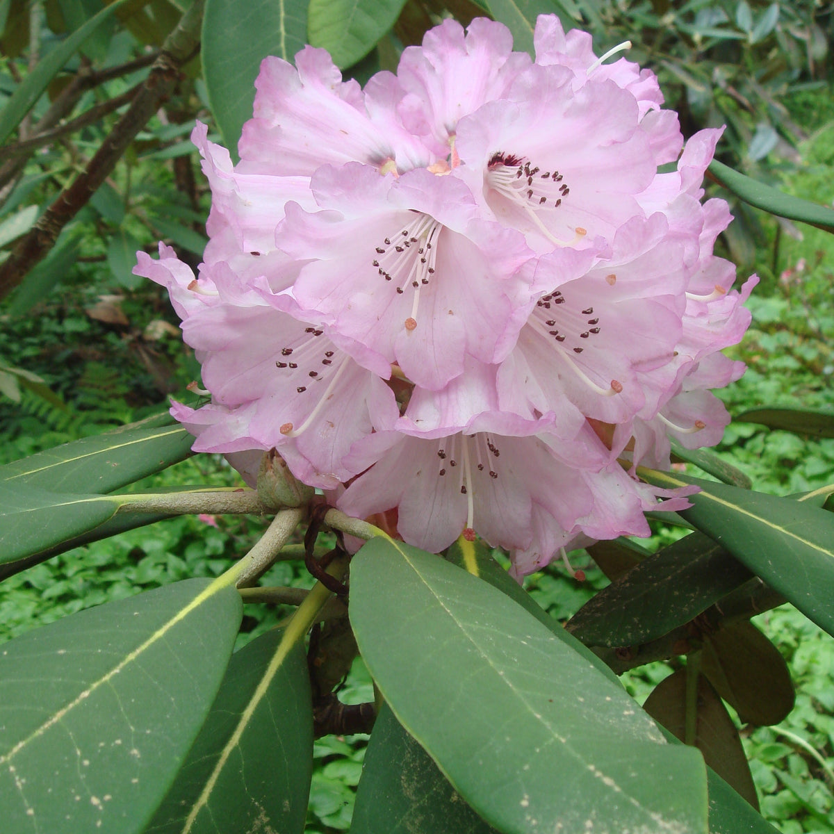 Rhododendron rex ssp. rex  RSBG