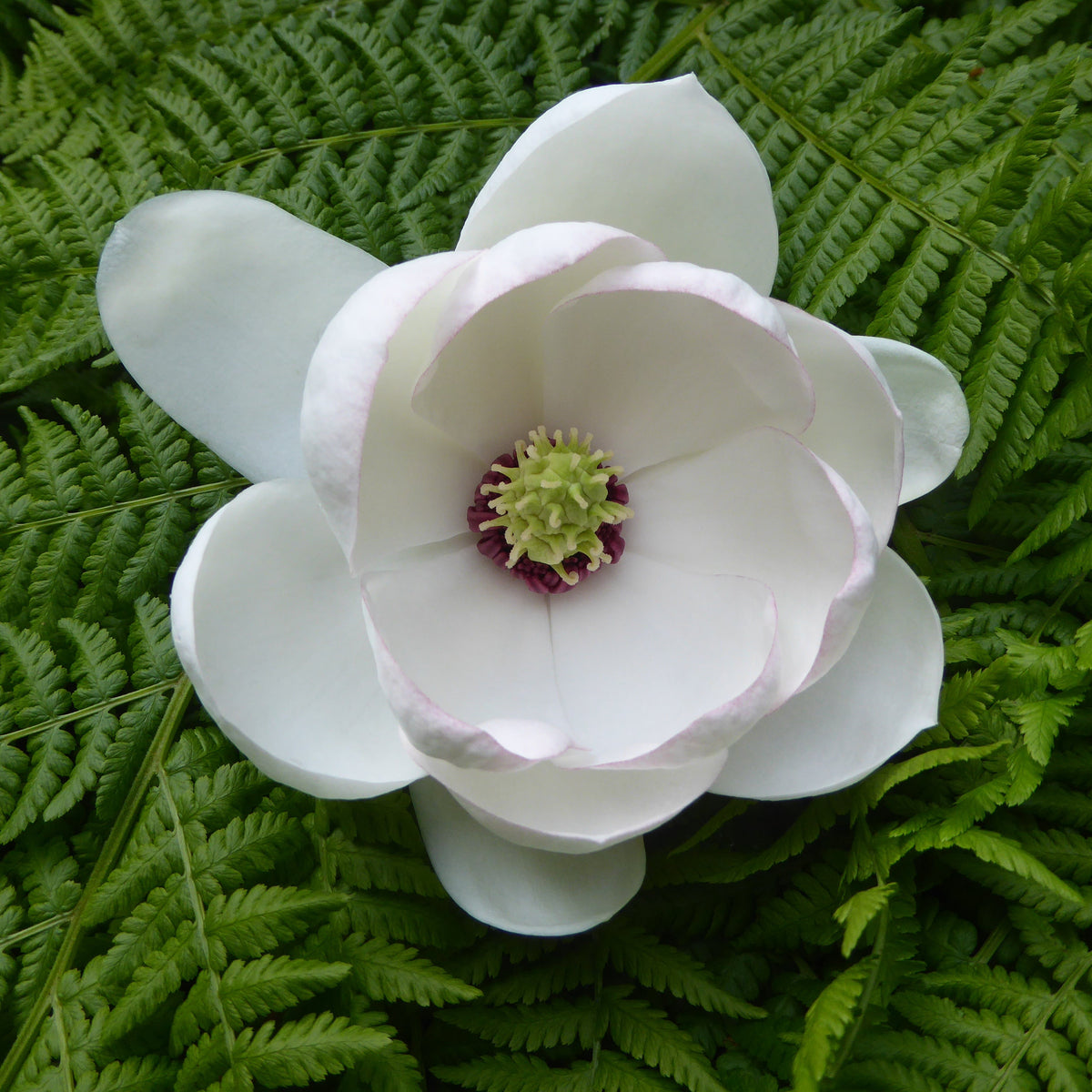 Magnolia globosa (ex. CCHH