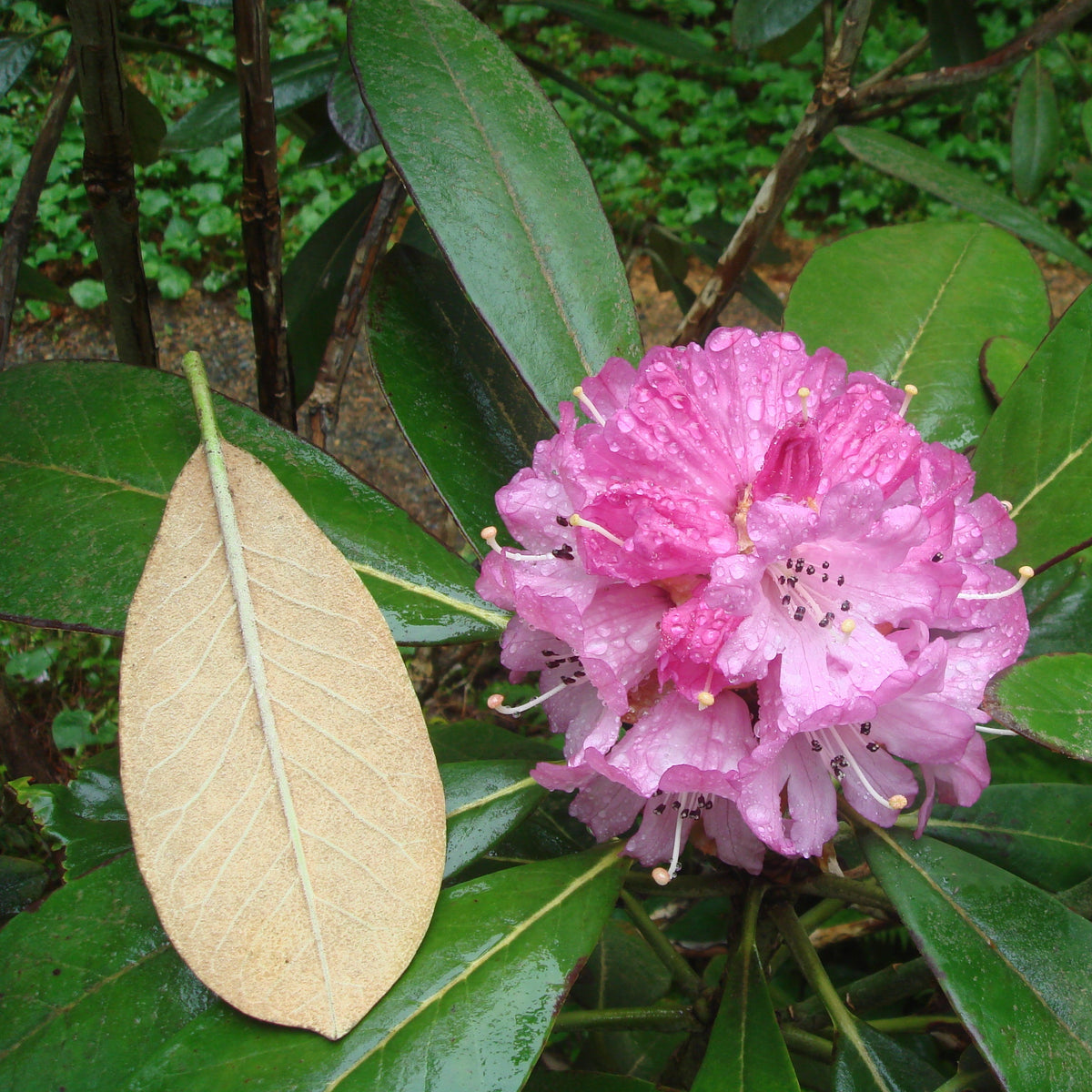 Rhododendron rex ssp. rex  CDHM