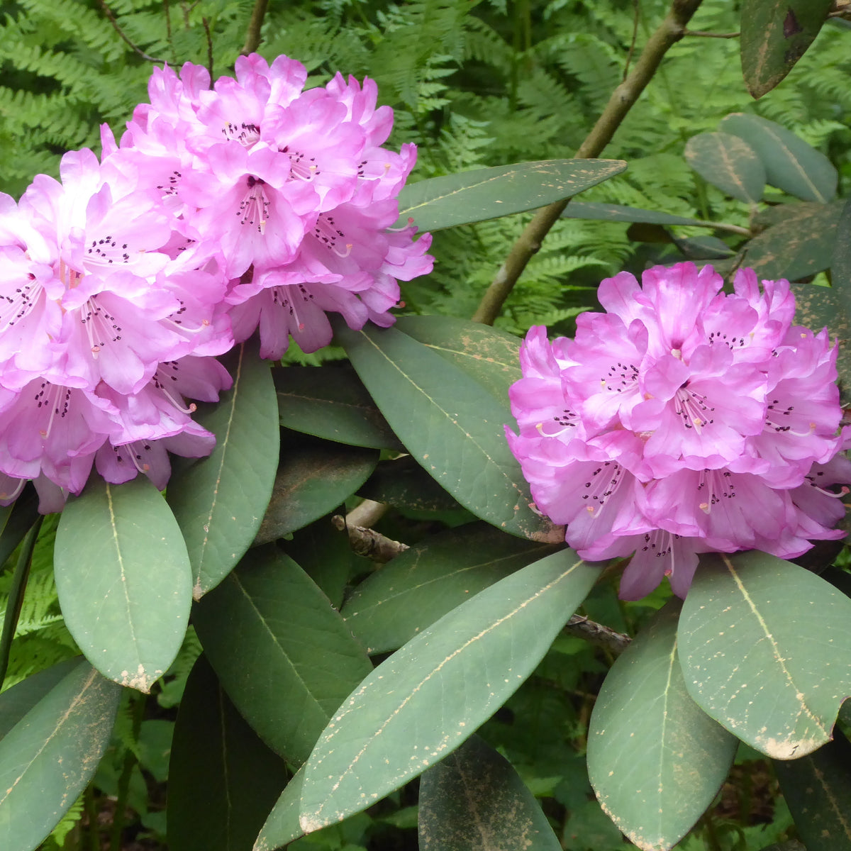 Rhododendron rex ssp. rex  CDHM