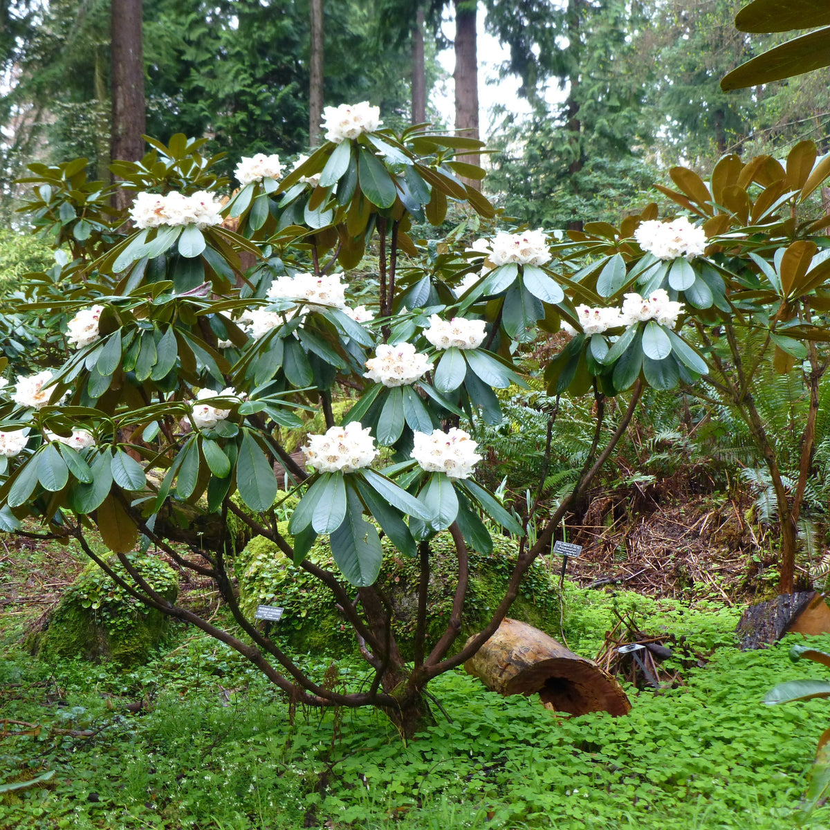 Rhododendron rothschildii  RSBG (2g)