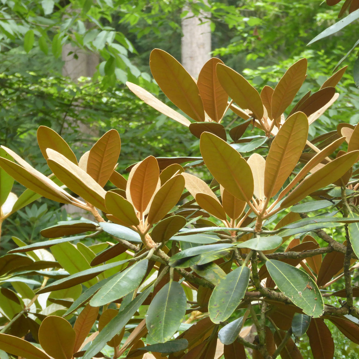 Rhododendron rex ssp. fictolacteum  RSBG