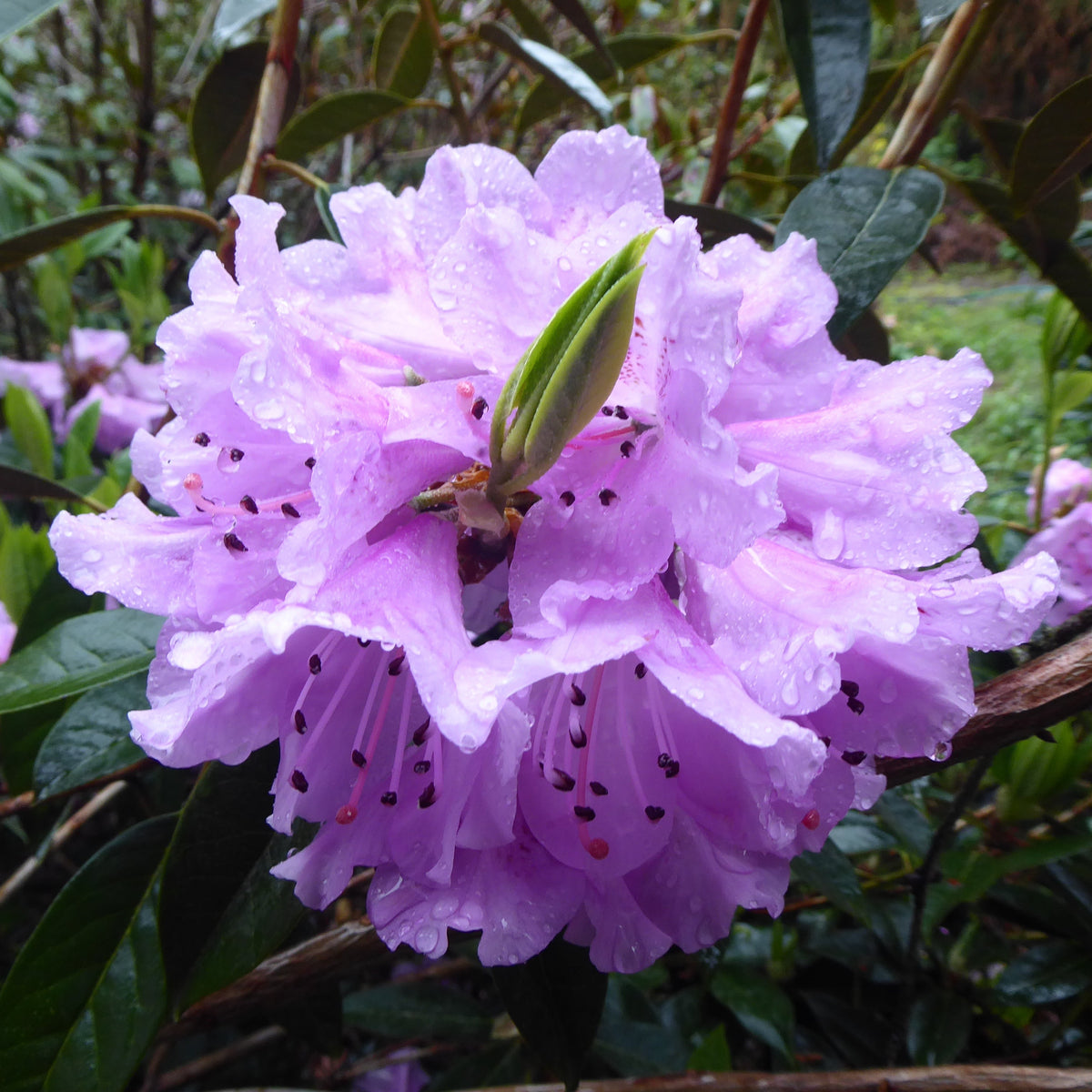 Rhododendron rubiginosum  DJHC