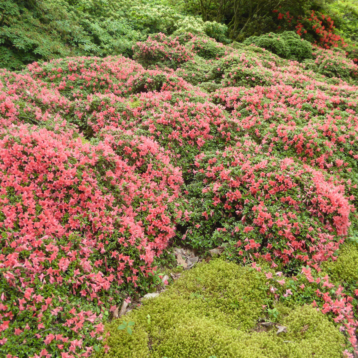 Rhododendron nakaharae 'Mariko'  1974/085