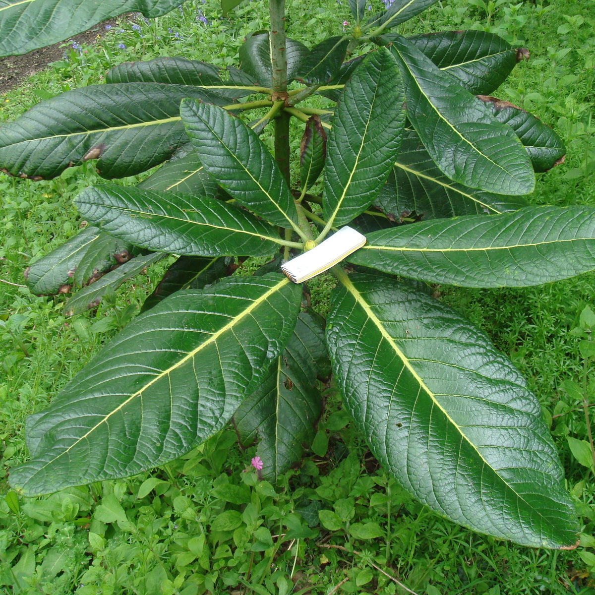 Rhododendron sinogrande