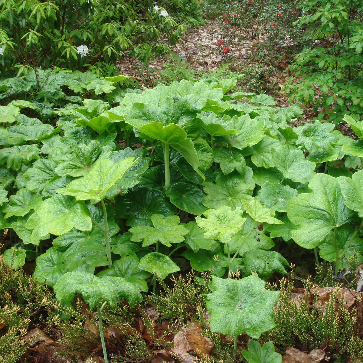 Podophyllum pleianthum