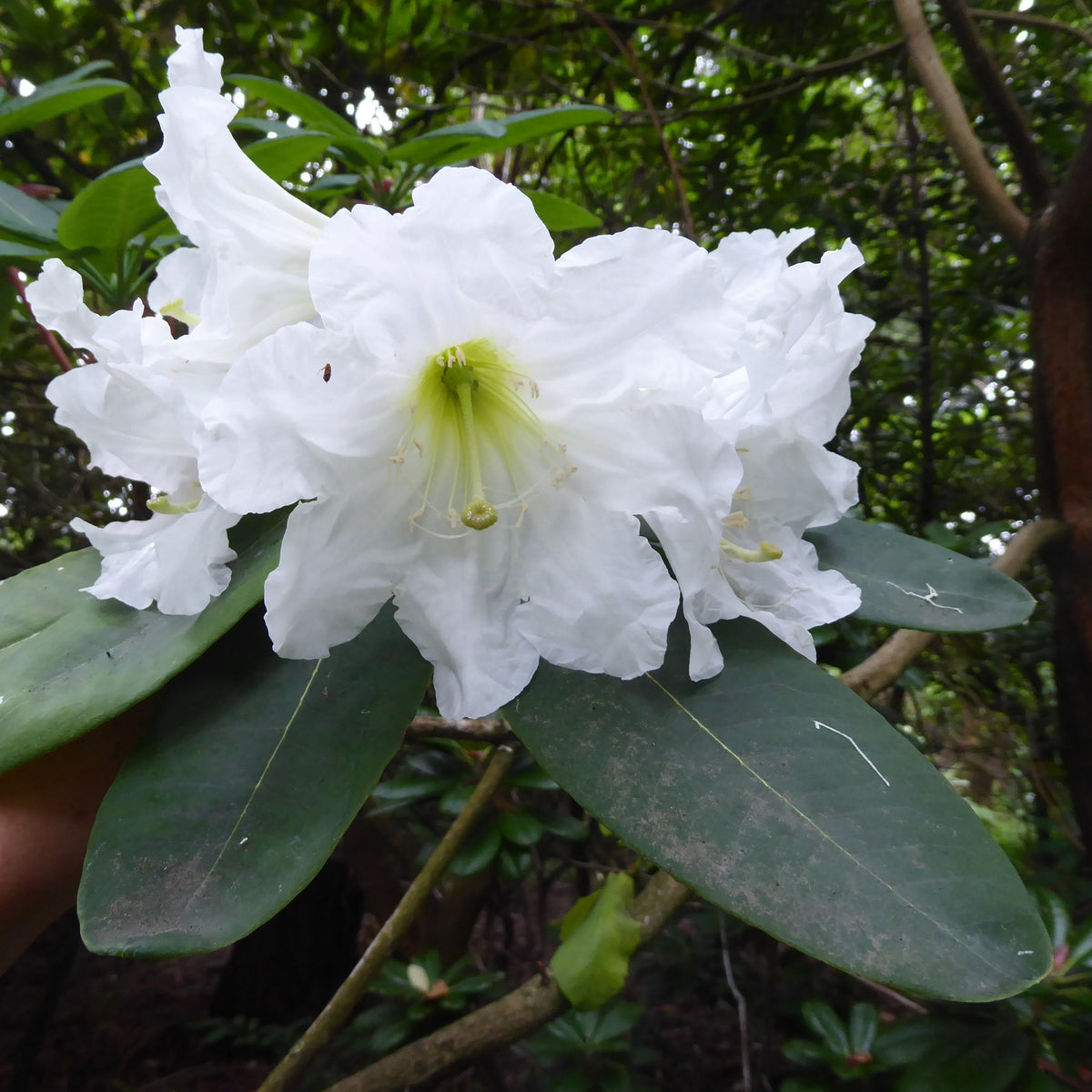 Rhododendron serotinum  YuGu