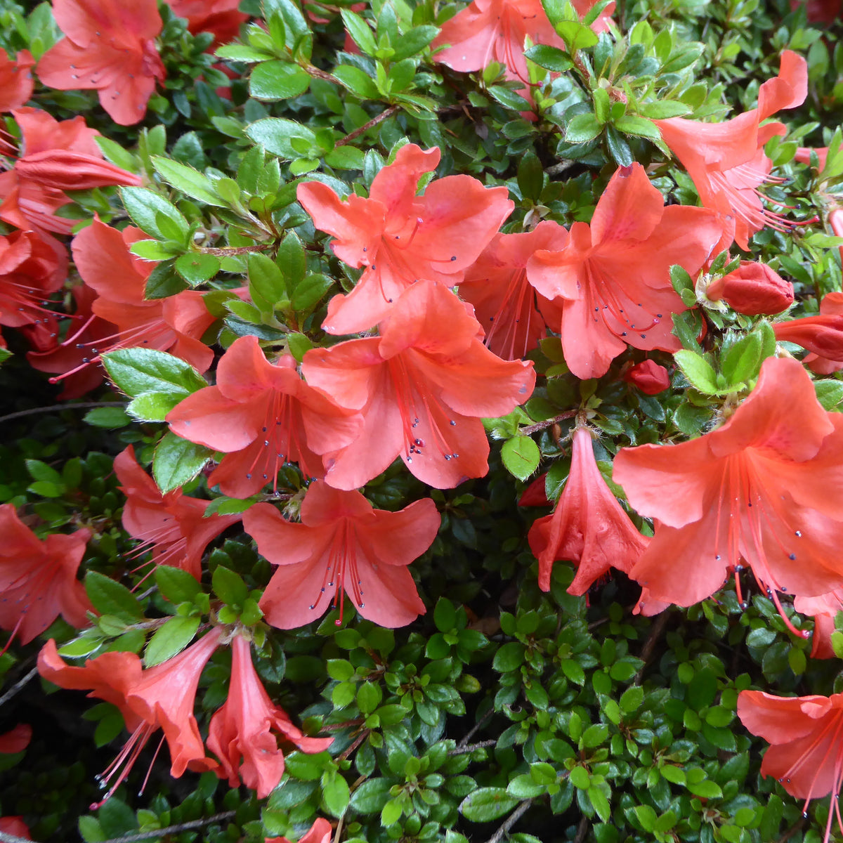 Rhododendron nakaharae 'Mt. Seven Star' 1975/267