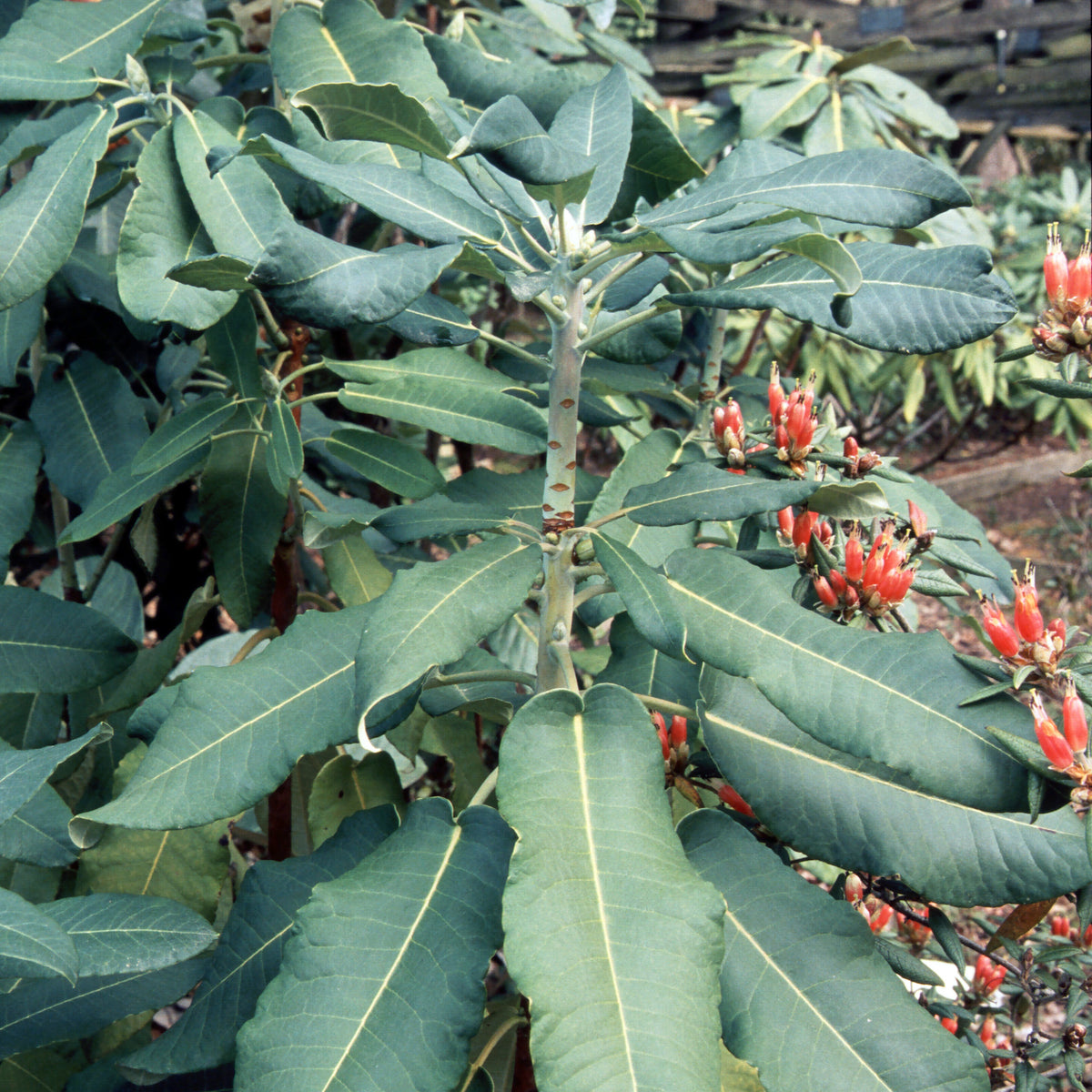 Rhododendron serotinum  YuGu