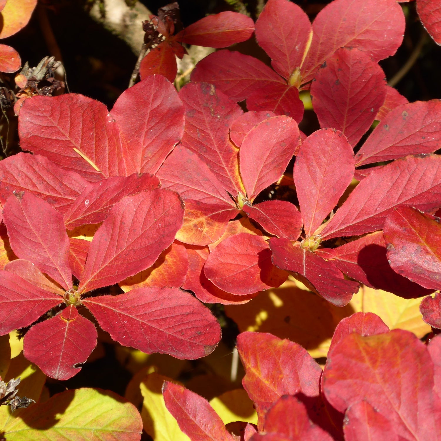Rhododendron schlippenbachii