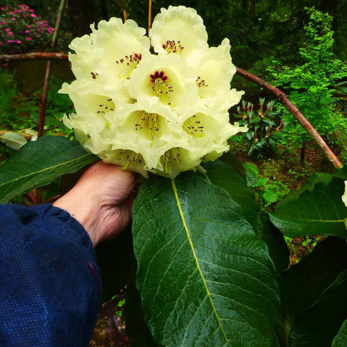 Rhododendron sinofalconeri  YuGu