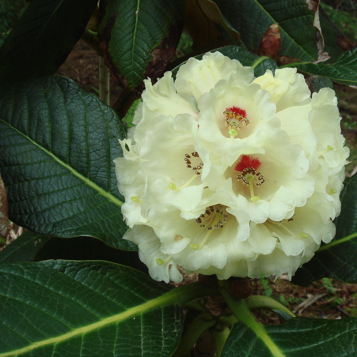 Rhododendron sinofalconeri  YuGu