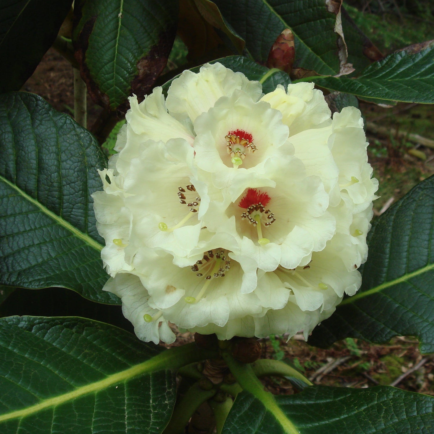 Rhododendron sinofalconeri  RSBG