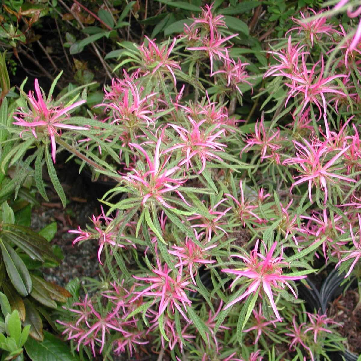 Rhododendron stenopetalum 'Linearifolium'  1965/447
