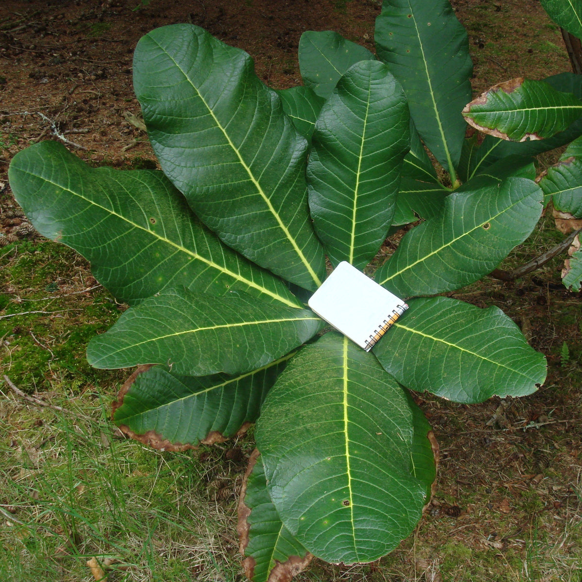 Rhododendron suoilenhense  FMWJ