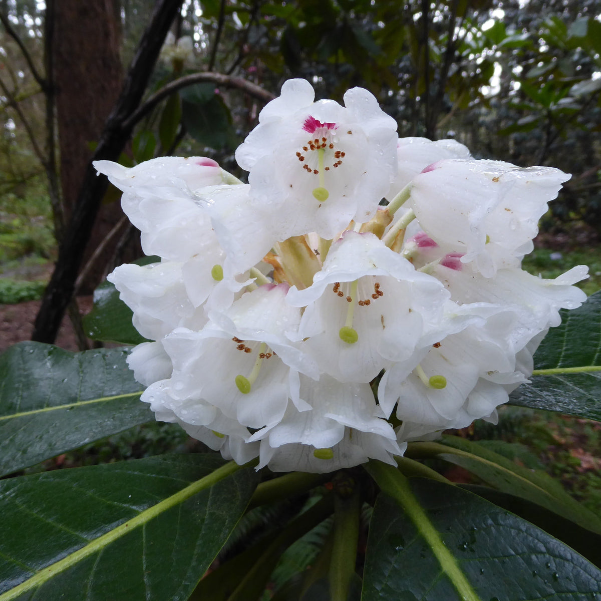 Rhododendron suoilenhense  FMWJ