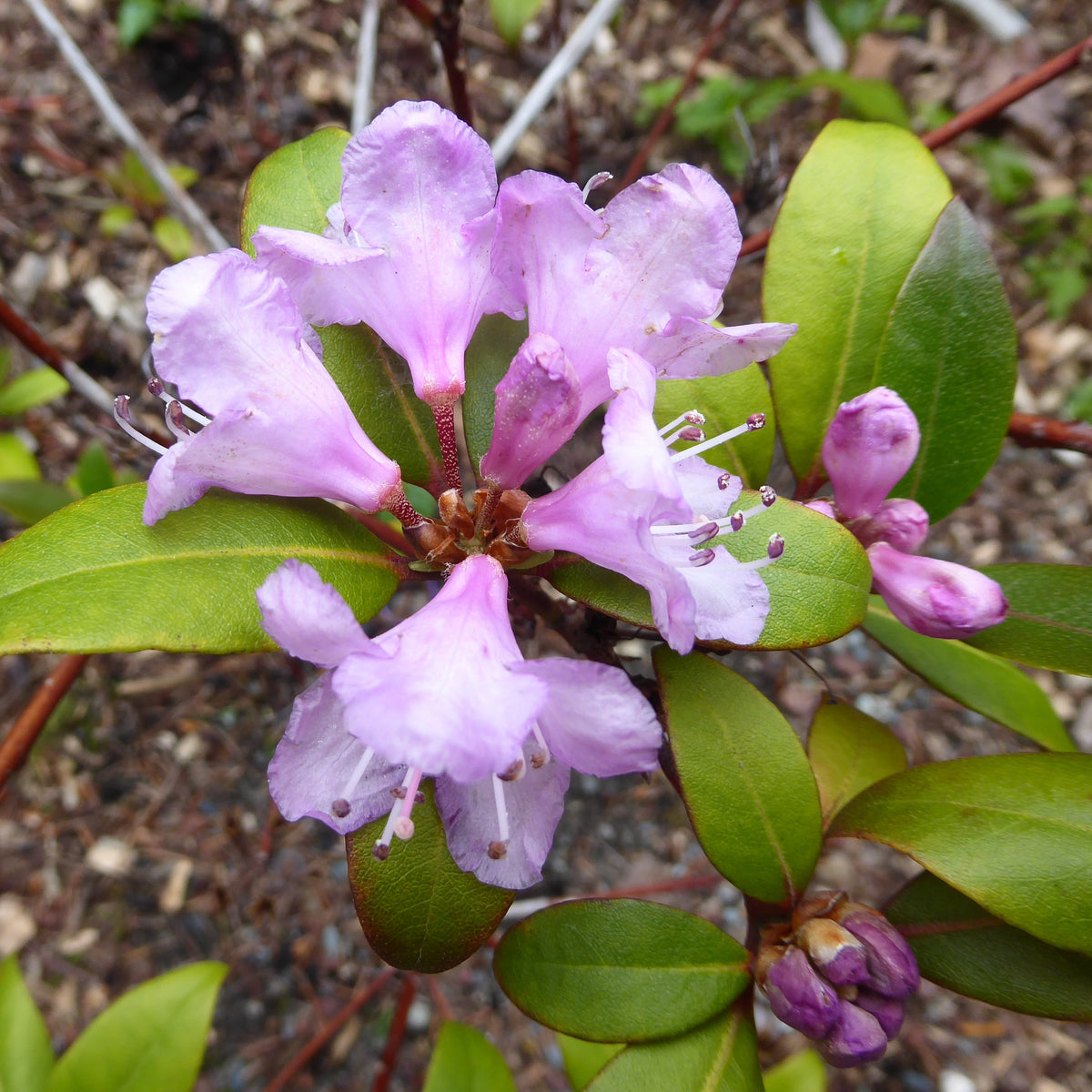 Rhododendron smokianum (formerly minus “var. smokianum”)  145sd2016