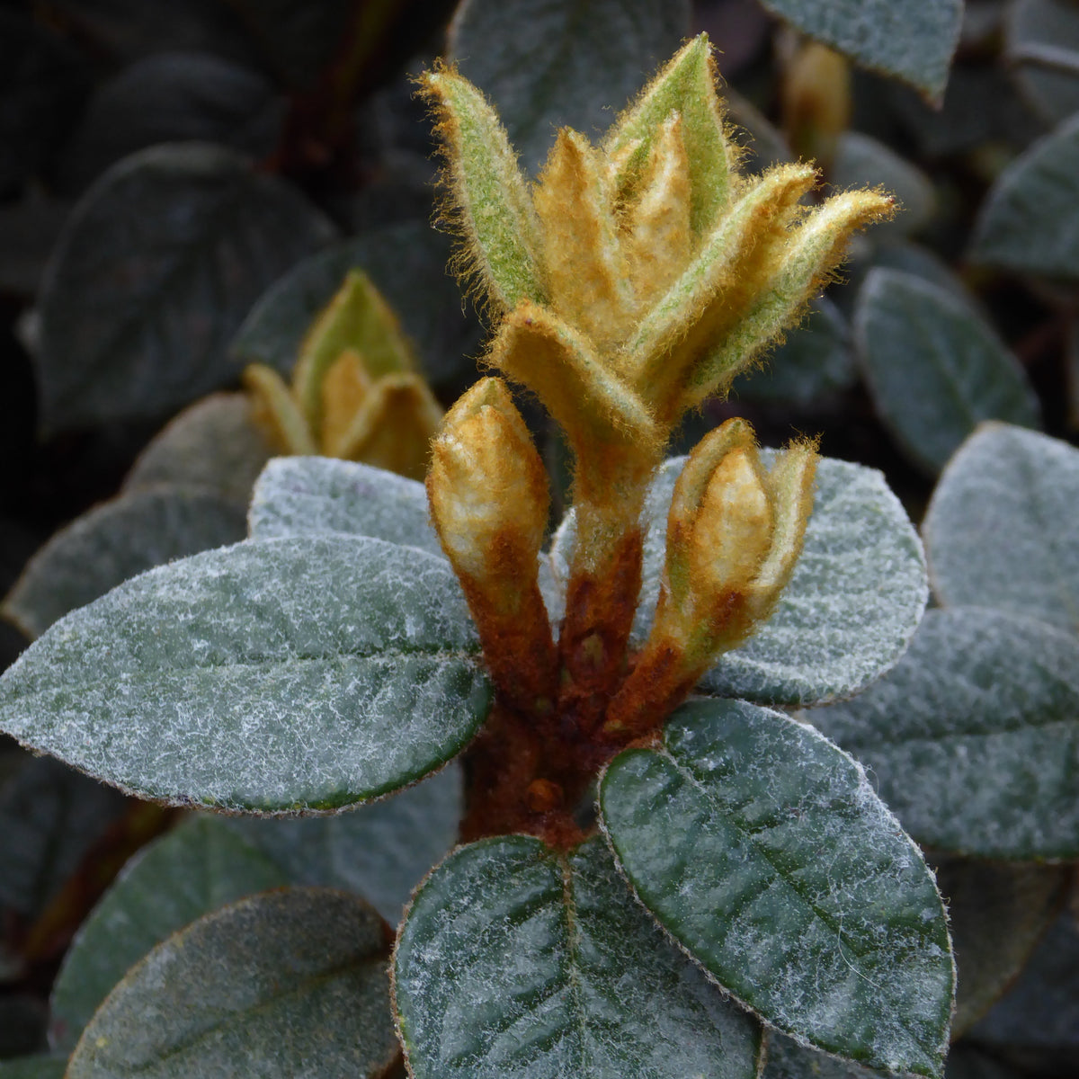 Rhododendron seinghkuense