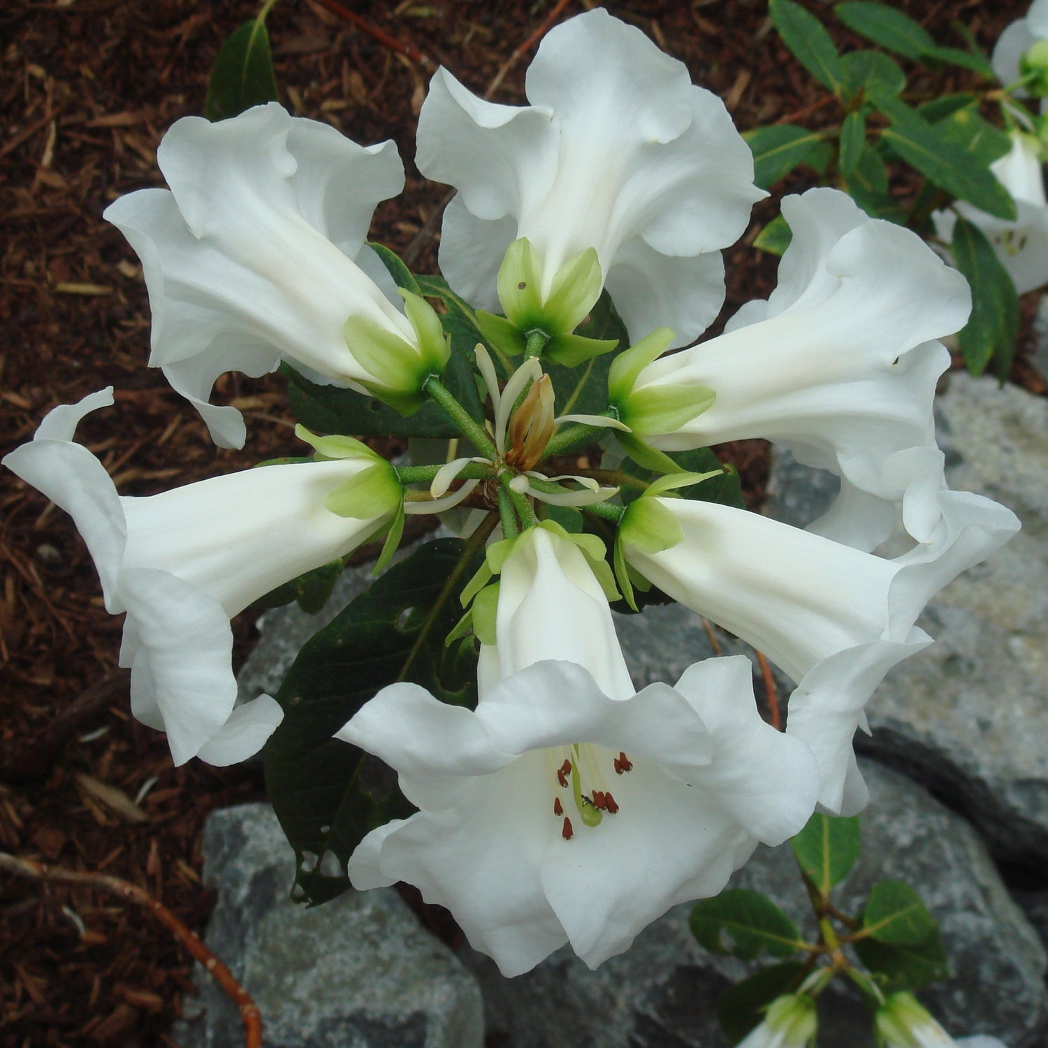 Rhododendron taggianum  (ex. CCHH