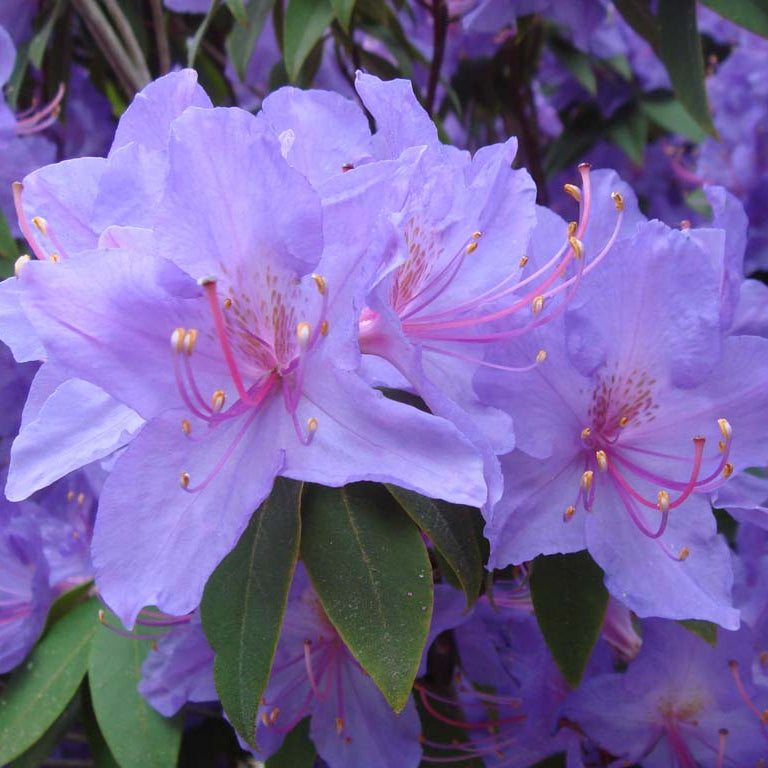 Rhododendron augustinii ssp. augustinii 'Marine'