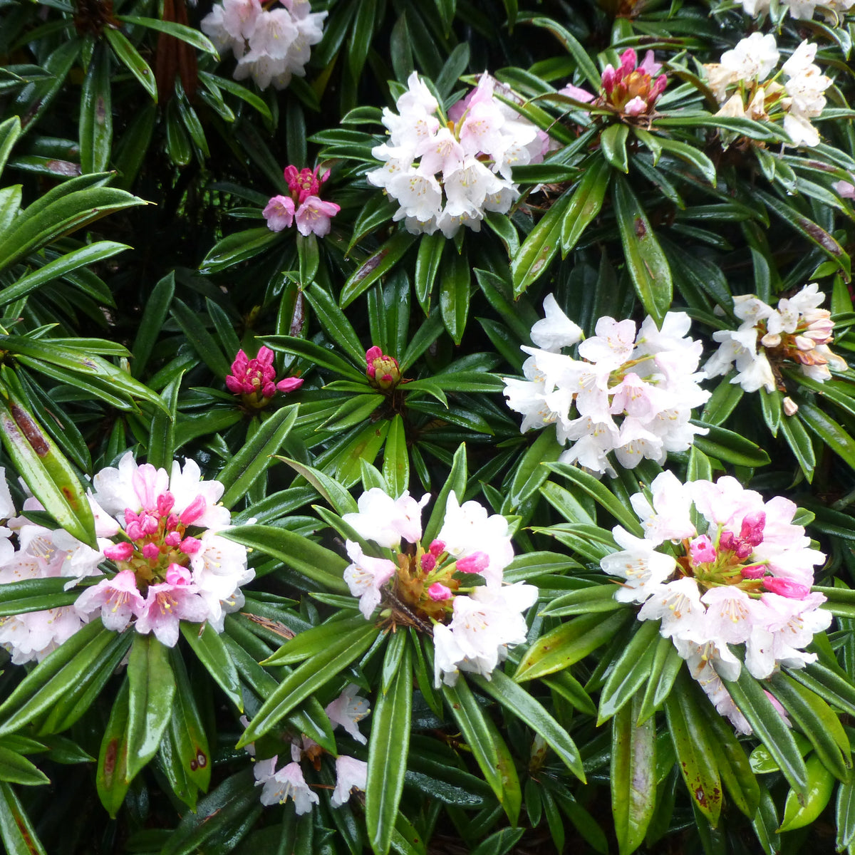 Rhododendron thayerianum  1966/605