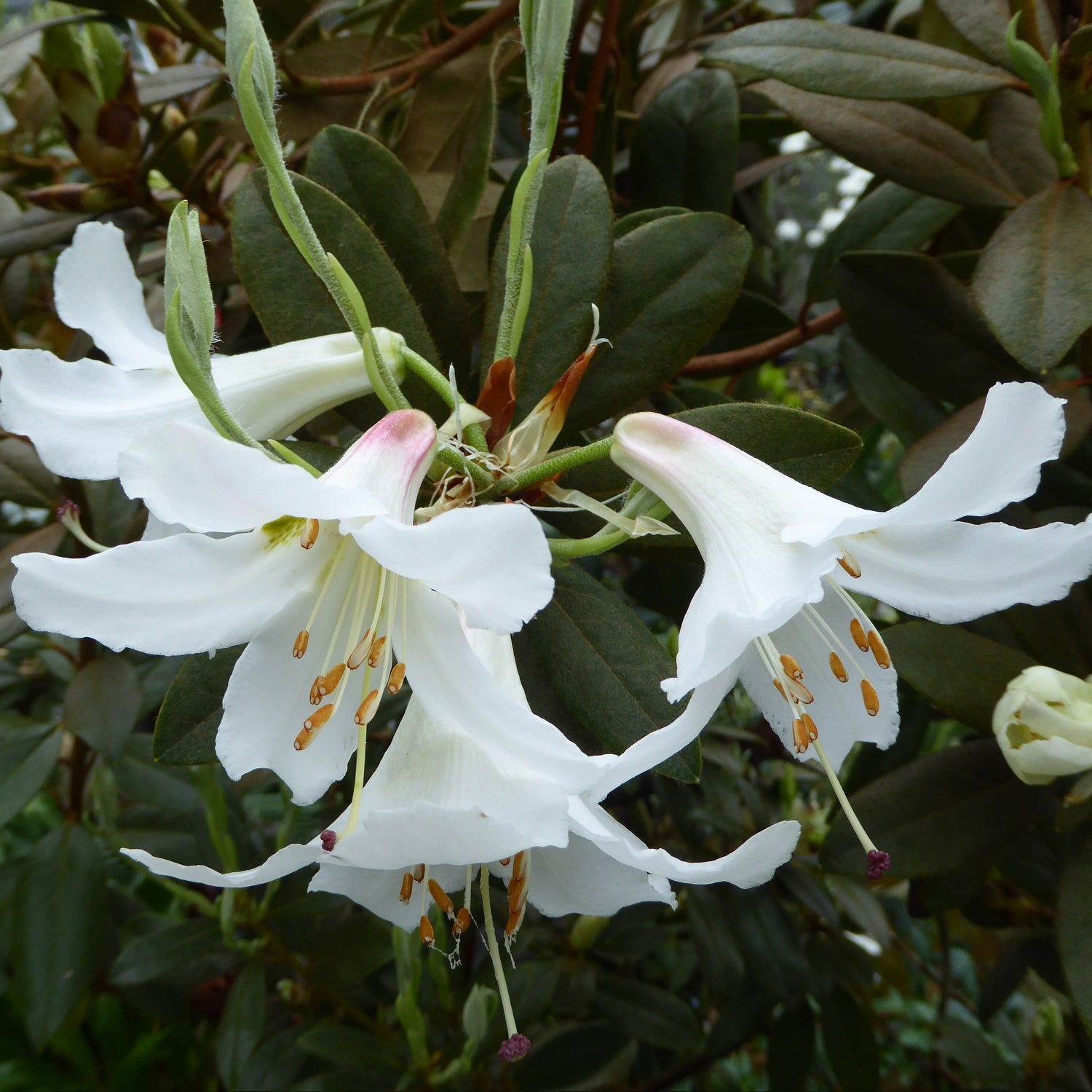 Rhododendron fleuryi  1996/040  KR