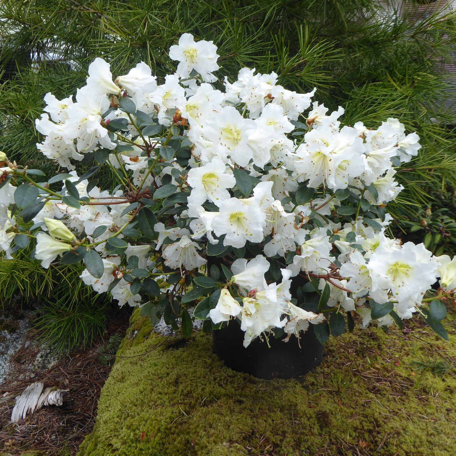 Rhododendron wumingense  CGG
