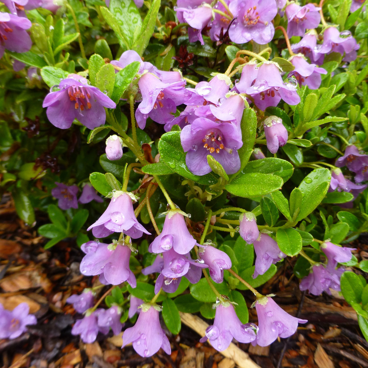 Rhododendron pruniflorum  1975/229