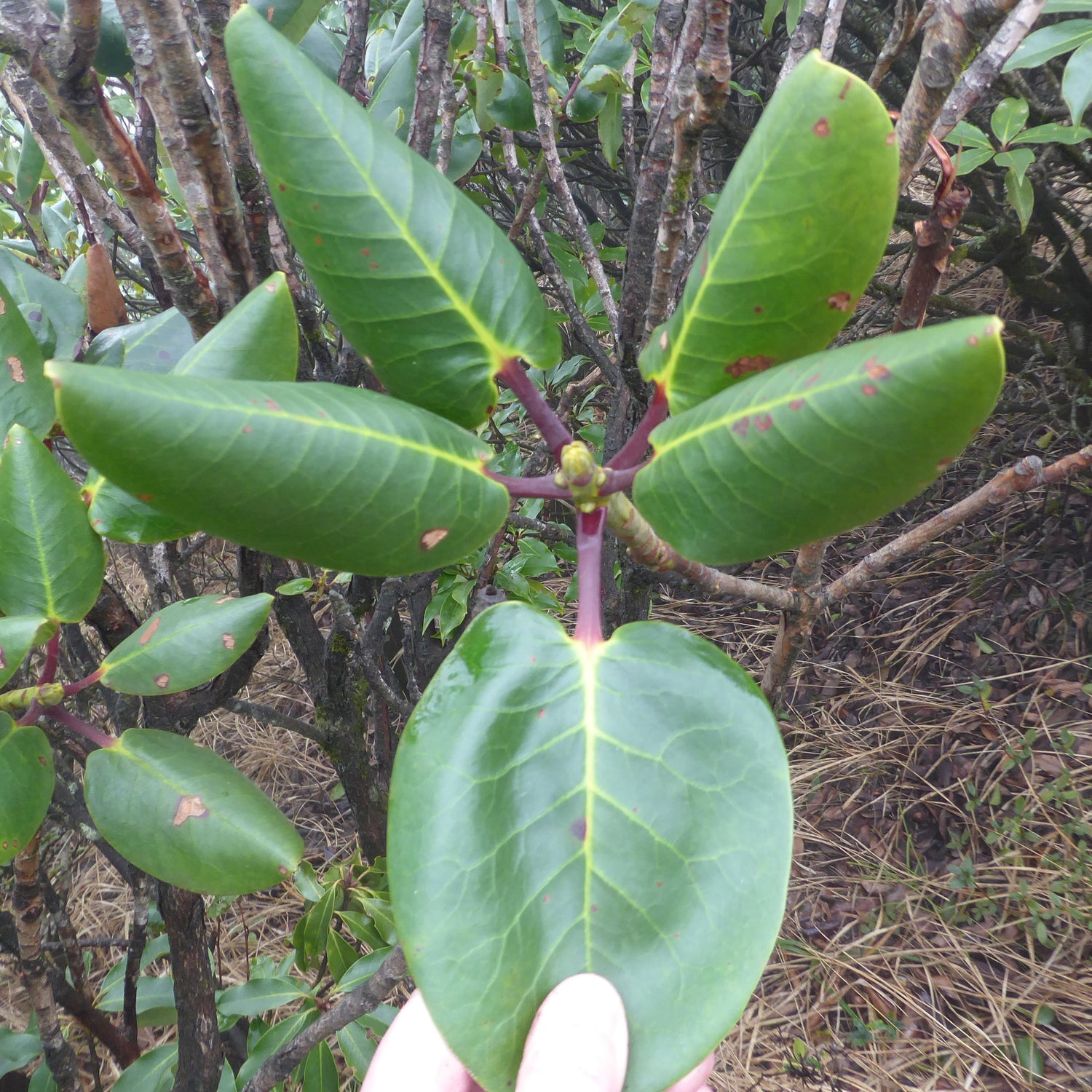 Rhododendron yuanbaoshanense  YuGu