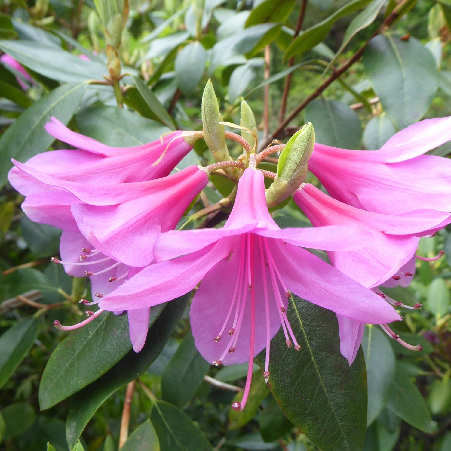 Rhododendron 'Youthful Sin' (Yunncinn Group)
