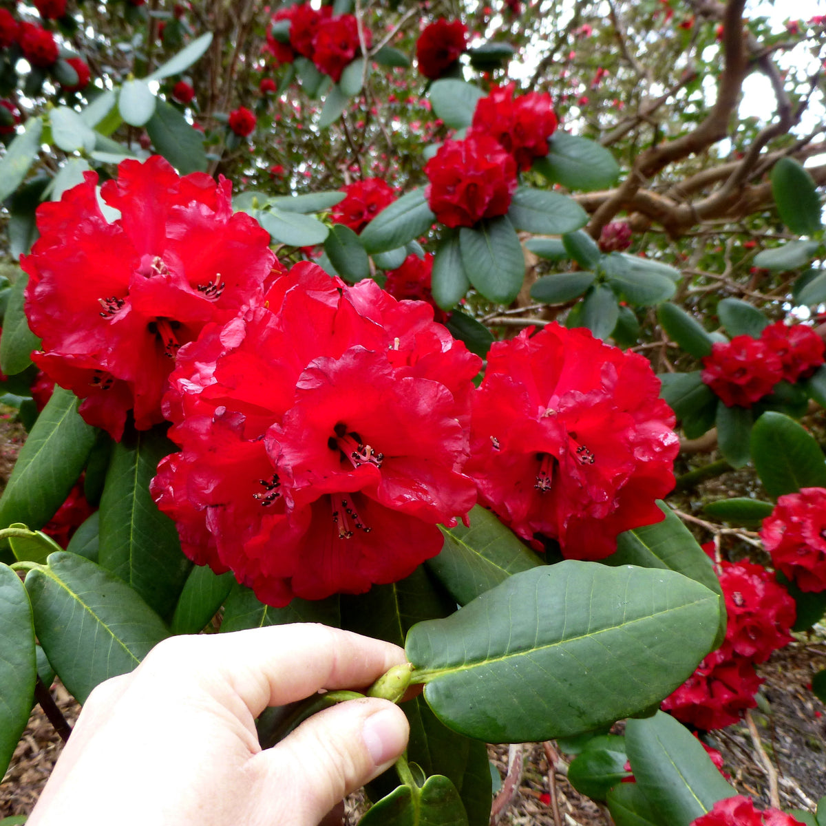 Rhododendron 'Shilsonii'