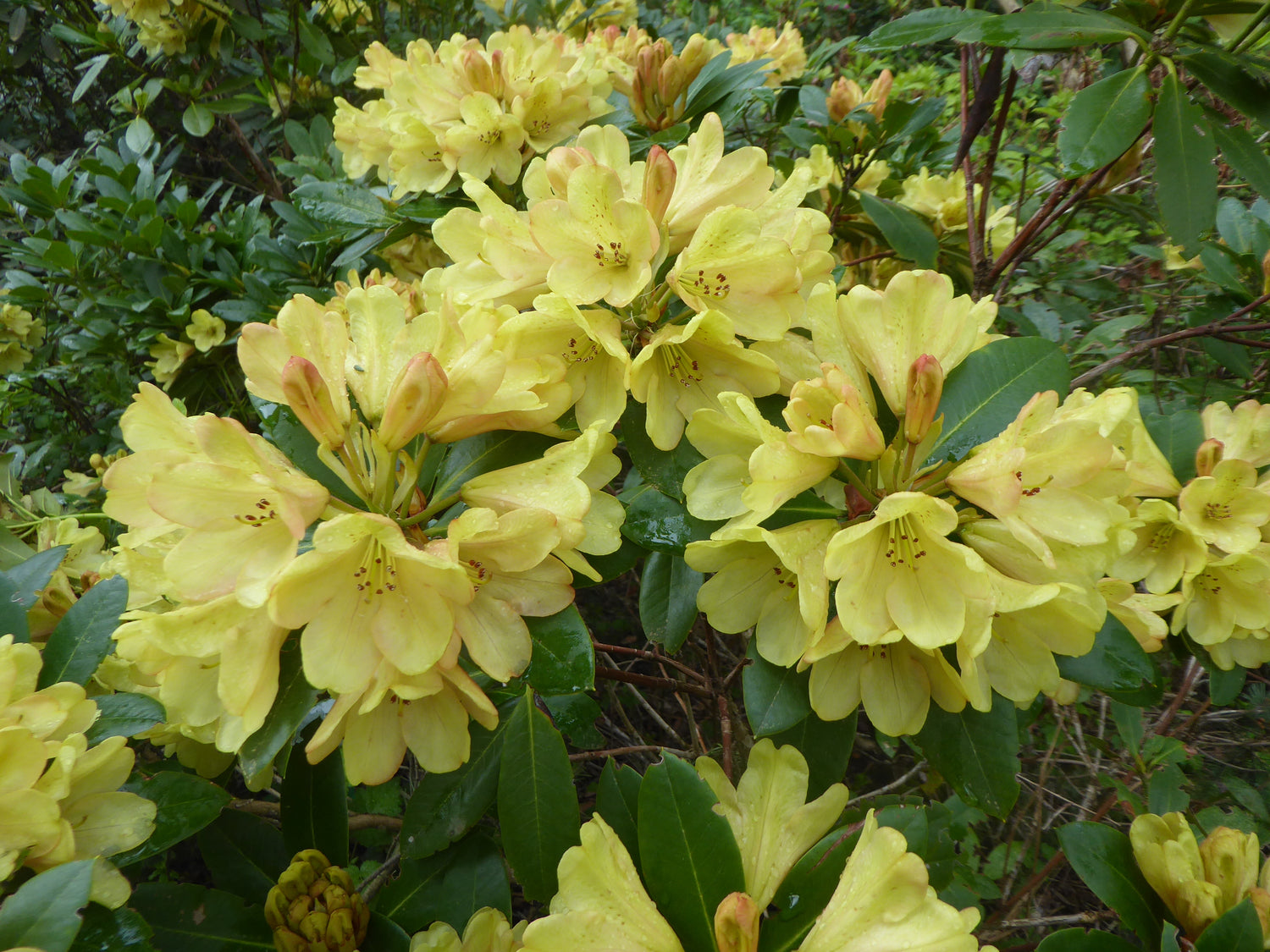 Rhododendron 'Glendoick Gold'