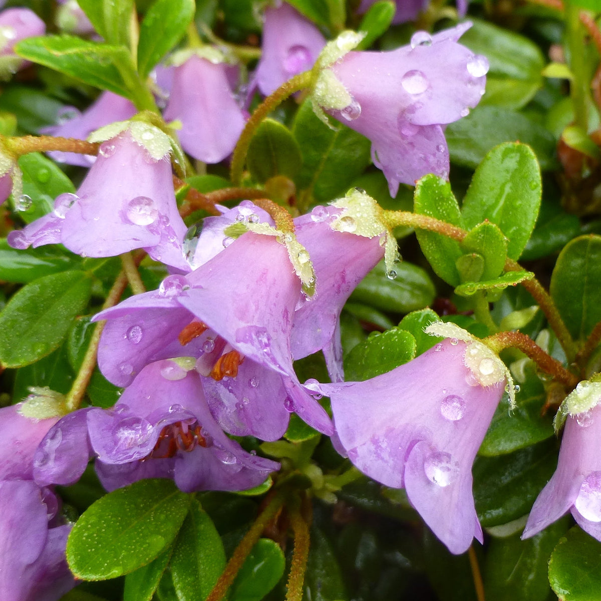 Rhododendron pruniflorum  1975/229