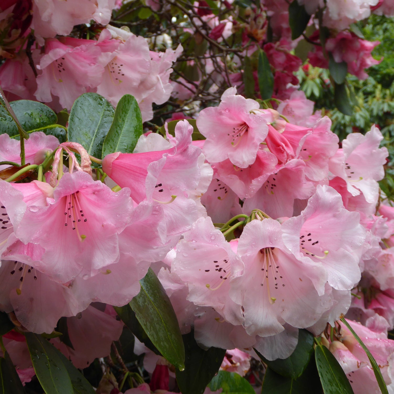 Rhododendron 'griffithianum x thomsonii'