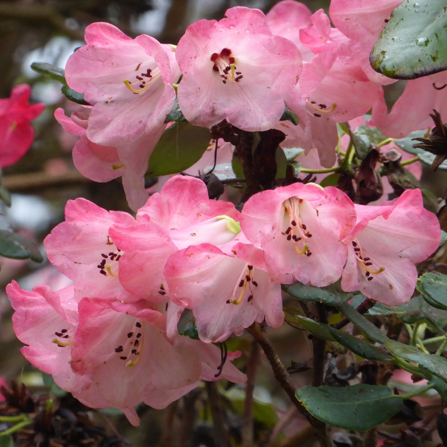Rhododendron 'griffithianum x thomsonii'