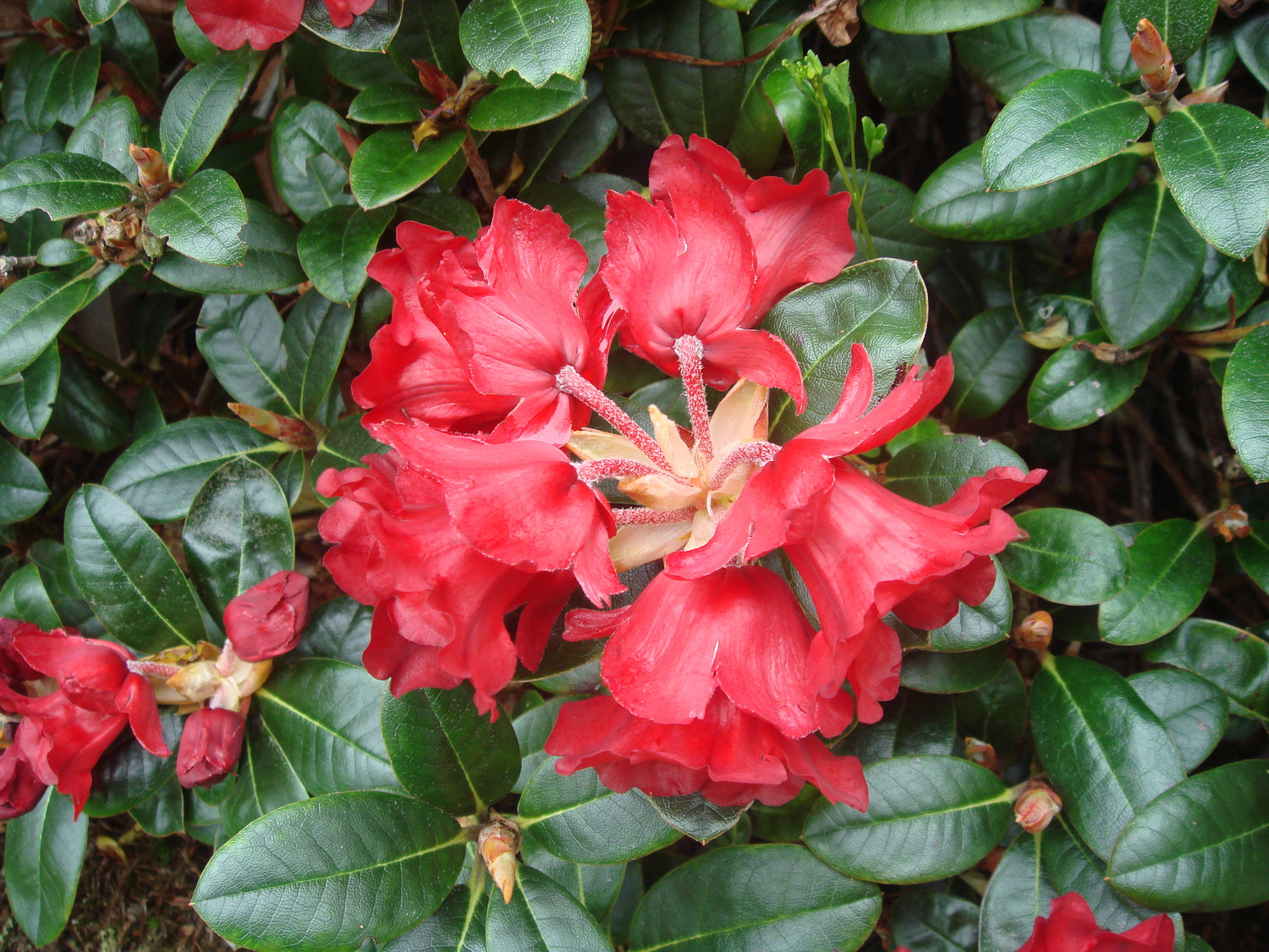 Rhododendron 'Glendoick Ruby'