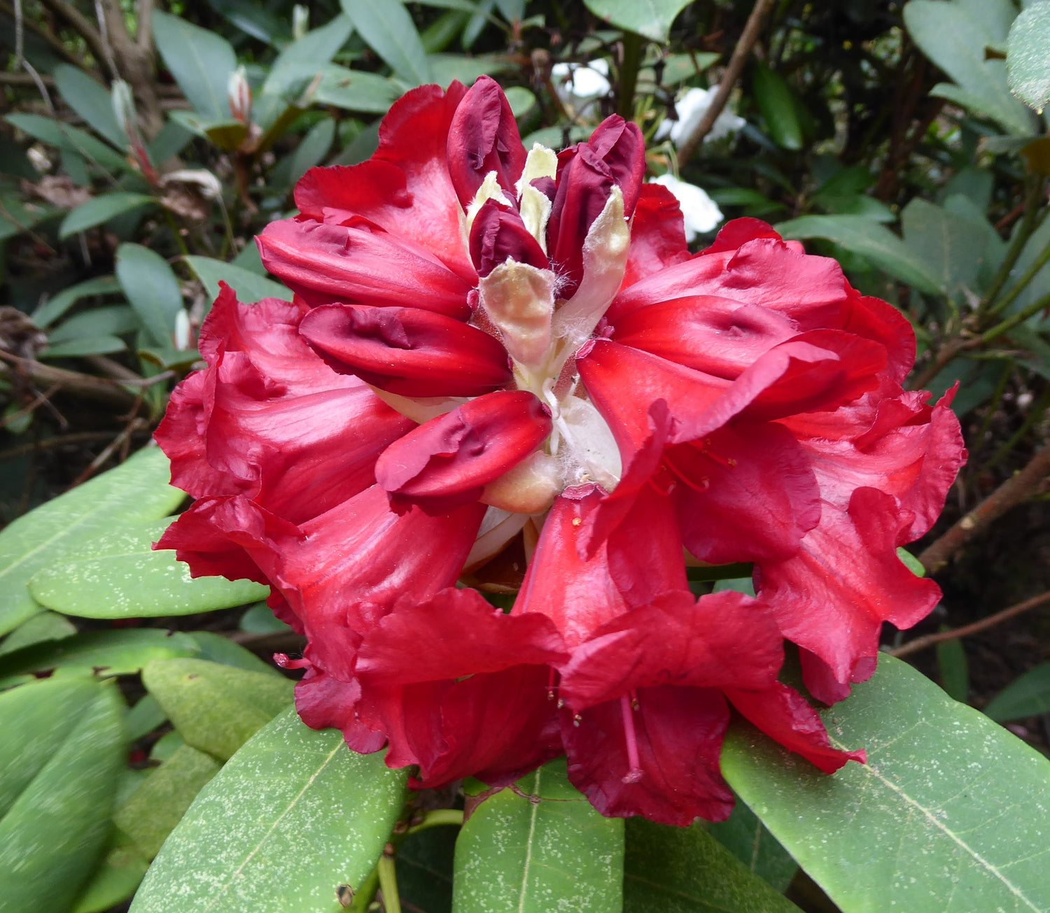 Rhododendron 'Ibex'