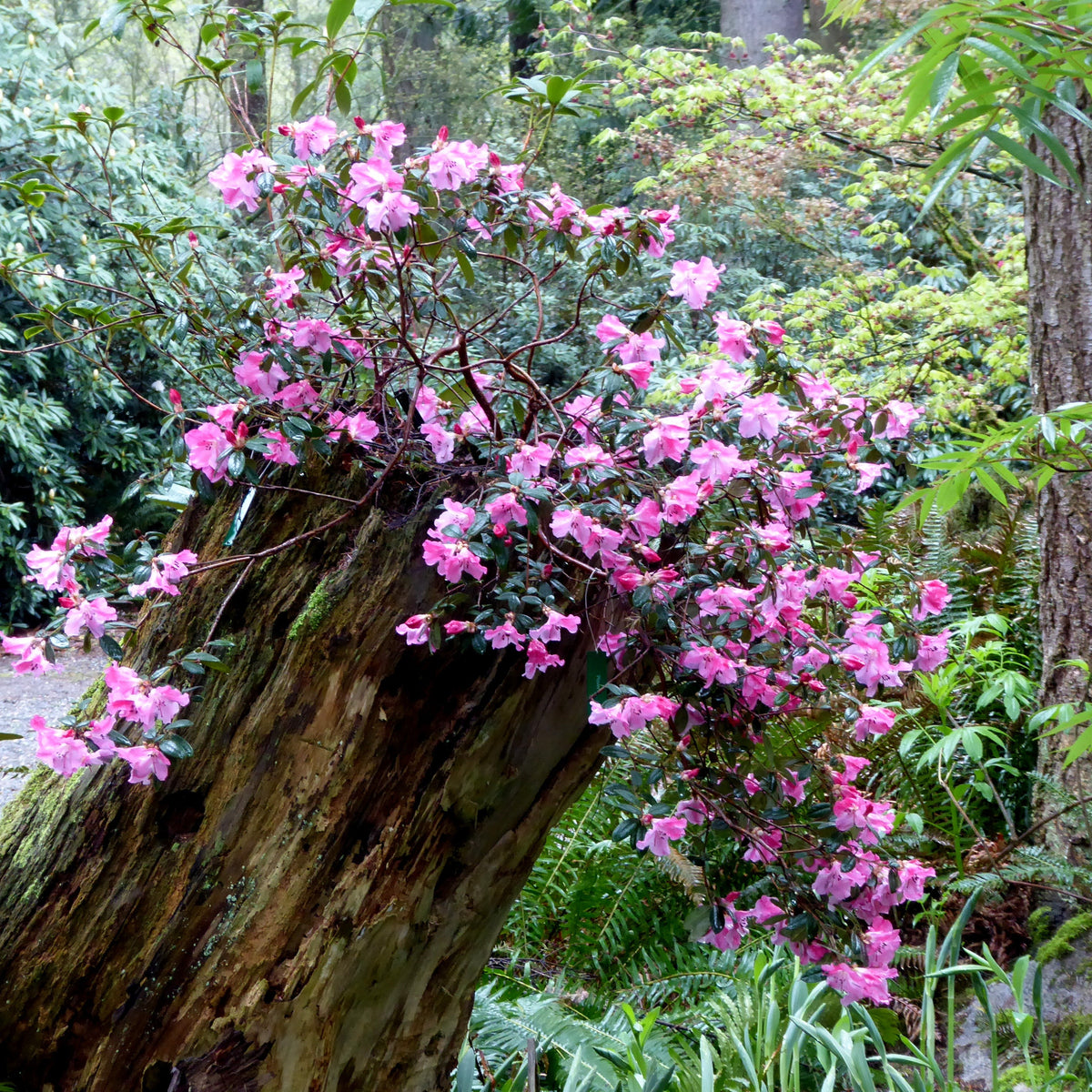 Rhododendron 'Plover'