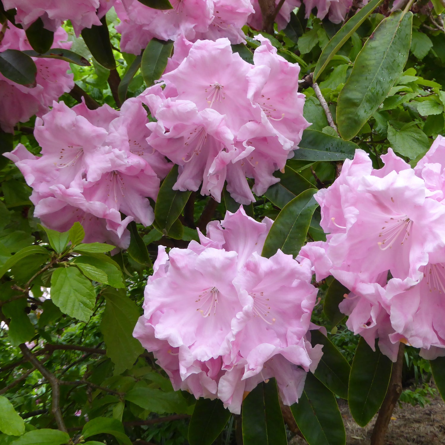 Rhododendron 'Loderi Irene Stead' × 'Loderi Venus'
