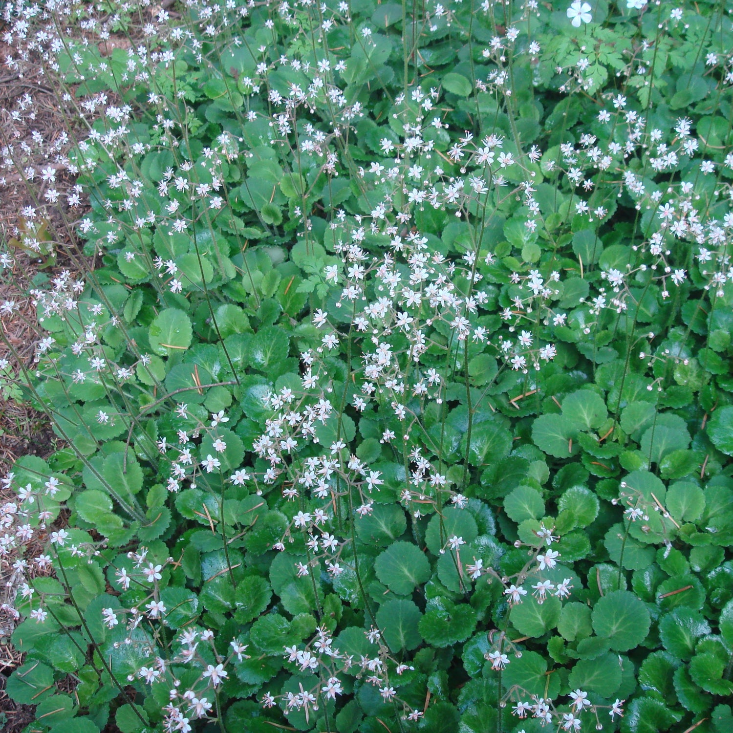 Saxifraga hirsuta
