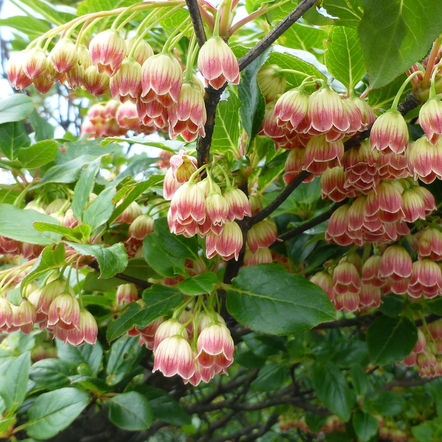 Enkianthus chinensis