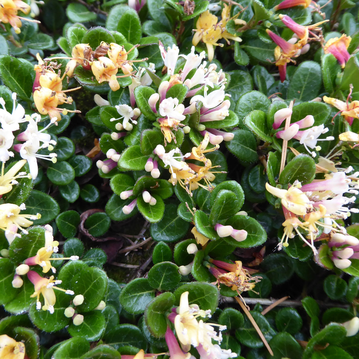 Lonicera crassifolia  SEH