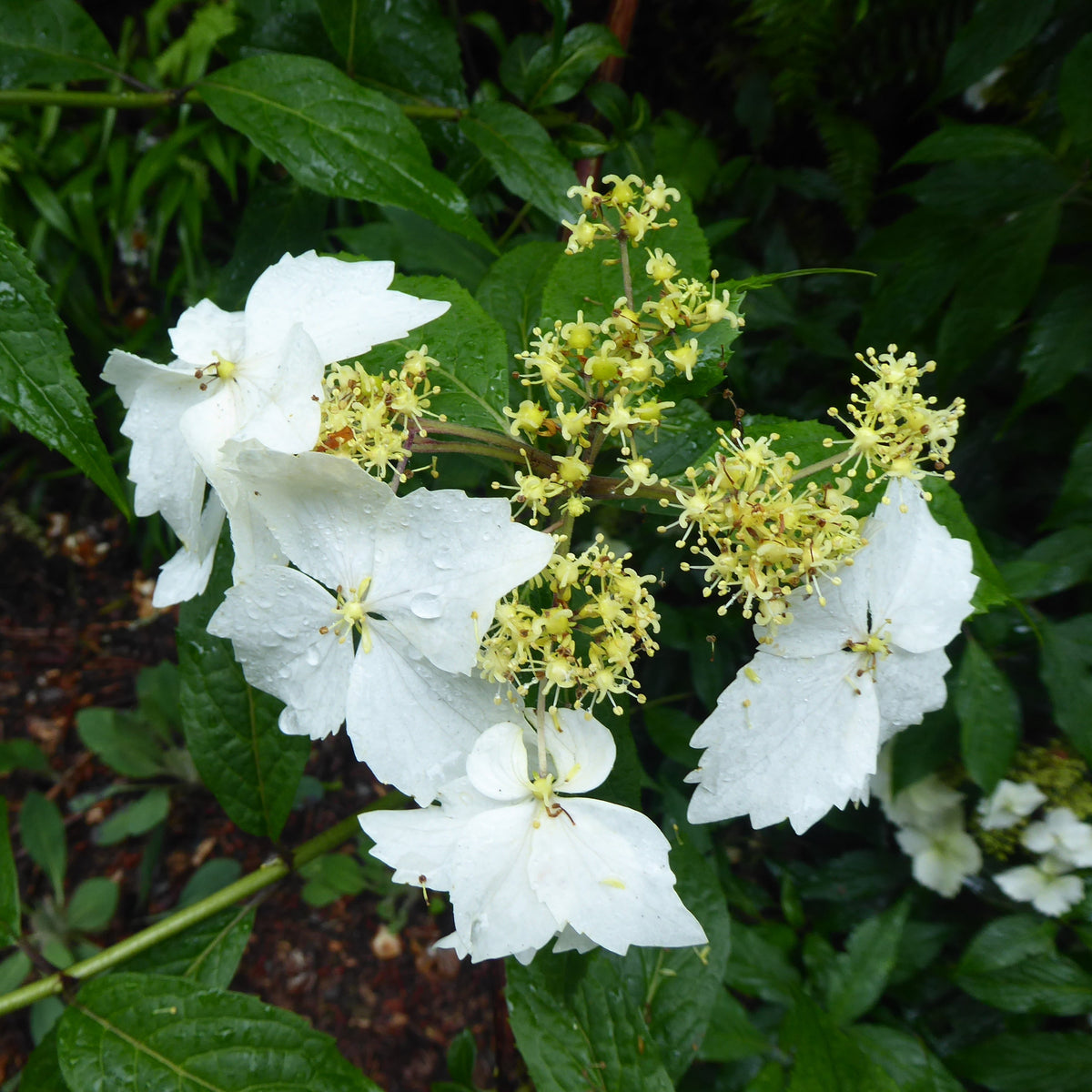 Hydrangea angustipetala 'Golden Crane'