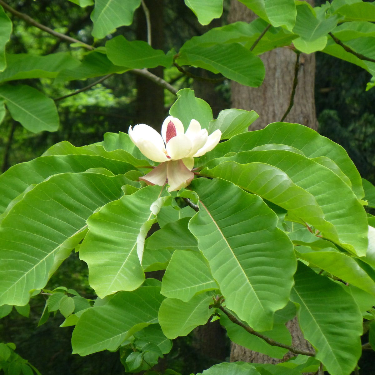 Magnolia obovata (syn: hypoleuca)