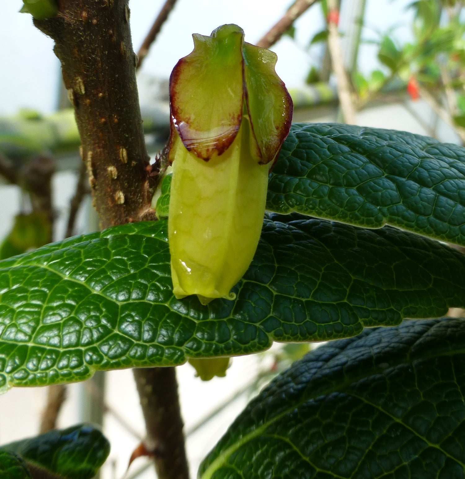 Agapetes hookeri  SEH